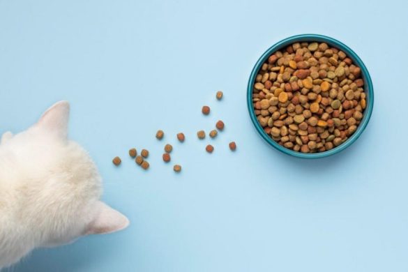 croquettes chat