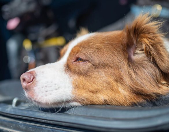 Comment choisir un nom pour une chienne