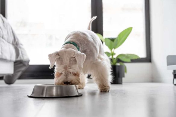 gamelle pour chien